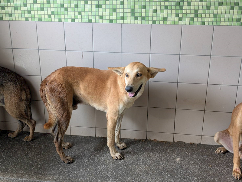 高雄市燕巢動物保護關愛園區,編號:447651, 混種犬          