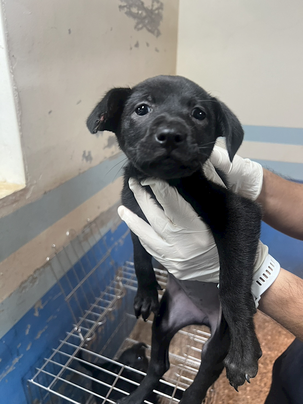 苗栗縣動物保護教育園區,編號:447639, 混種犬          