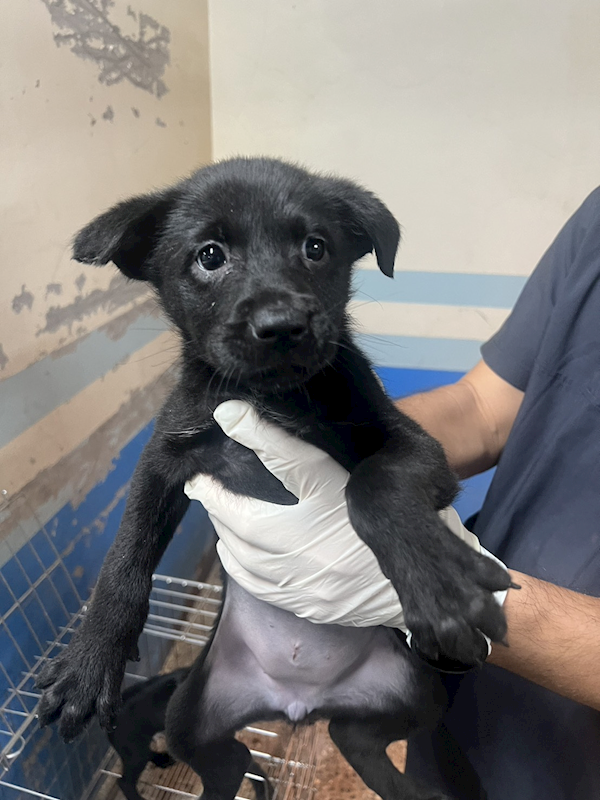 苗栗縣動物保護教育園區,編號:447637, 混種犬          