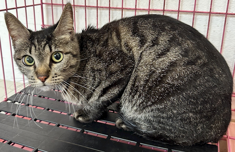 花蓮縣狗貓躍動園區,編號:447630, 混種貓                 