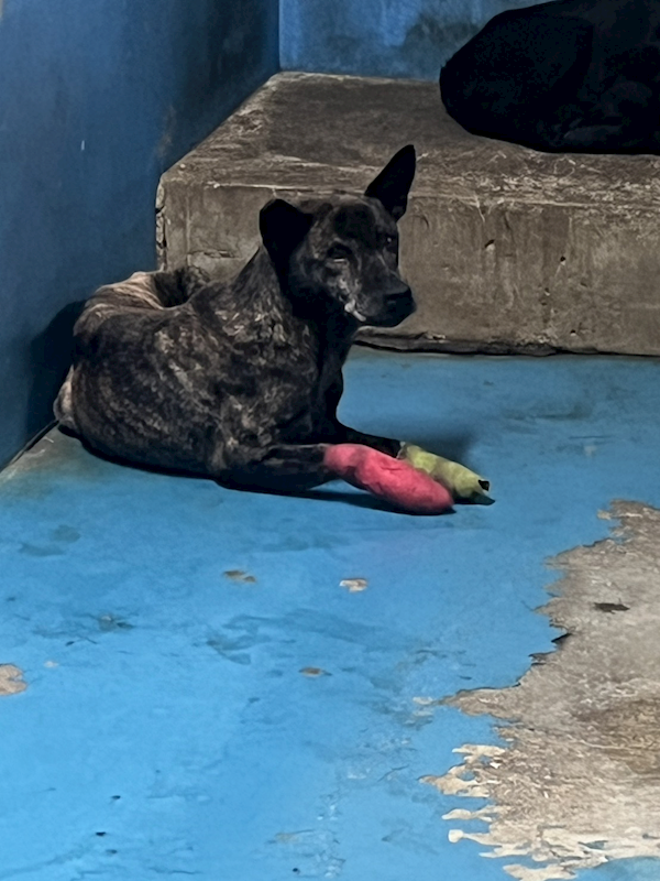 苗栗縣動物保護教育園區,編號:447628, 混種犬          