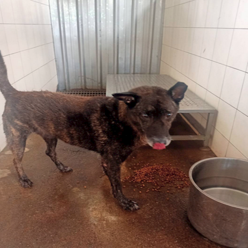 新北市板橋區公立動物之家,編號:318059, 混種犬          