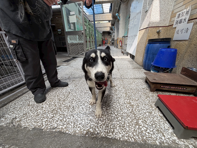 高雄市壽山動物保護教育園區,編號:447787, 哈士奇(西伯利亞雪橇犬)