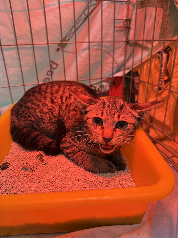 新北市八里區公立動物之家,編號:447667, 混種貓                 