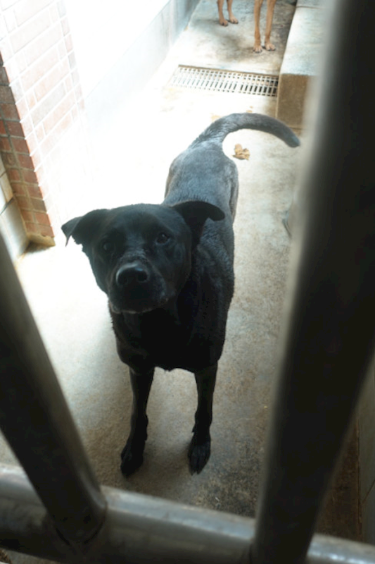 宜蘭縣流浪動物中途之家,編號:447744, 混種犬          