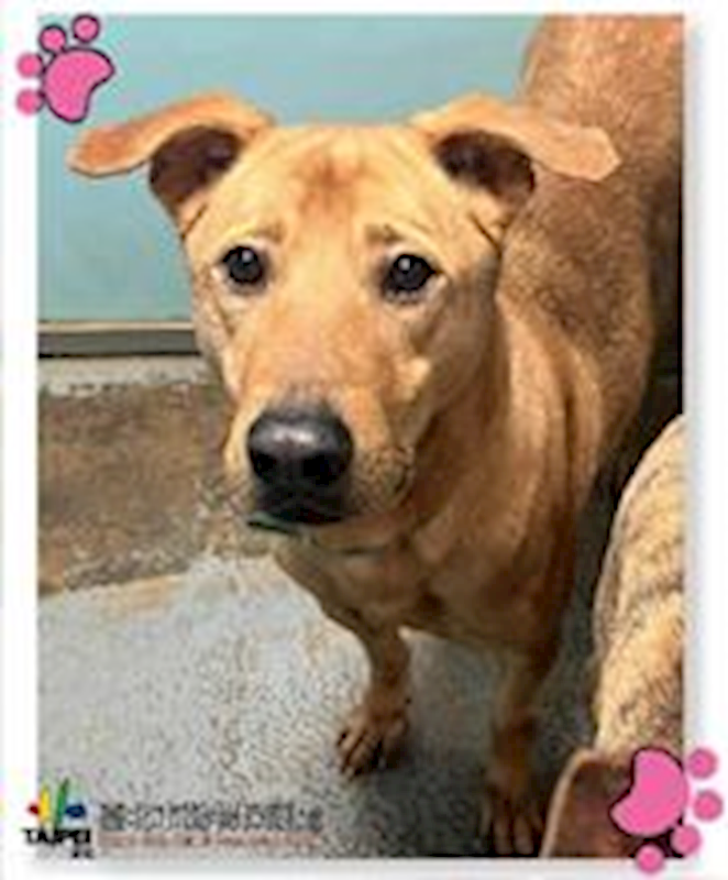 臺北市動物之家,編號:31509, 混種犬          