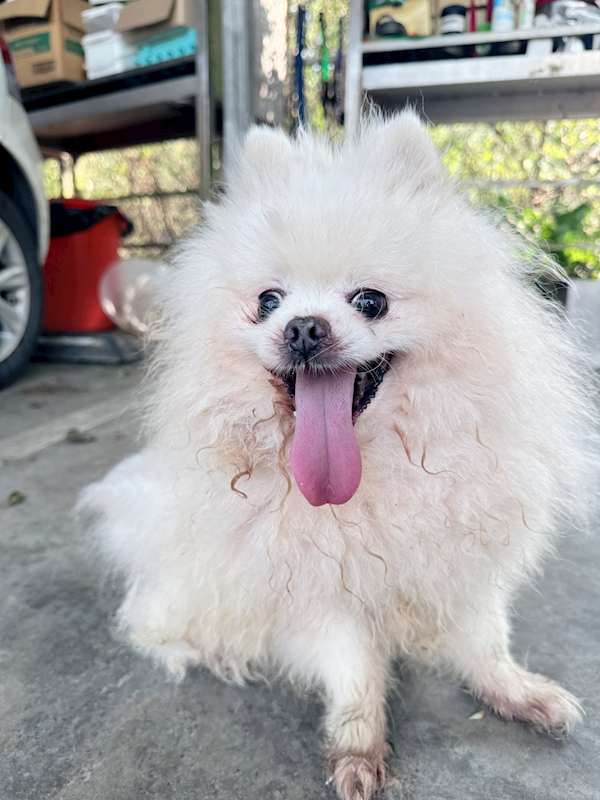 新北市八里區公立動物之家,編號:446284, 博美犬         