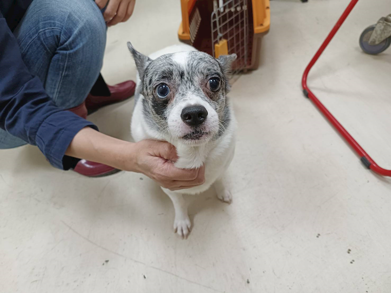 新竹市動物保護教育園區,編號:426997, 混種犬          