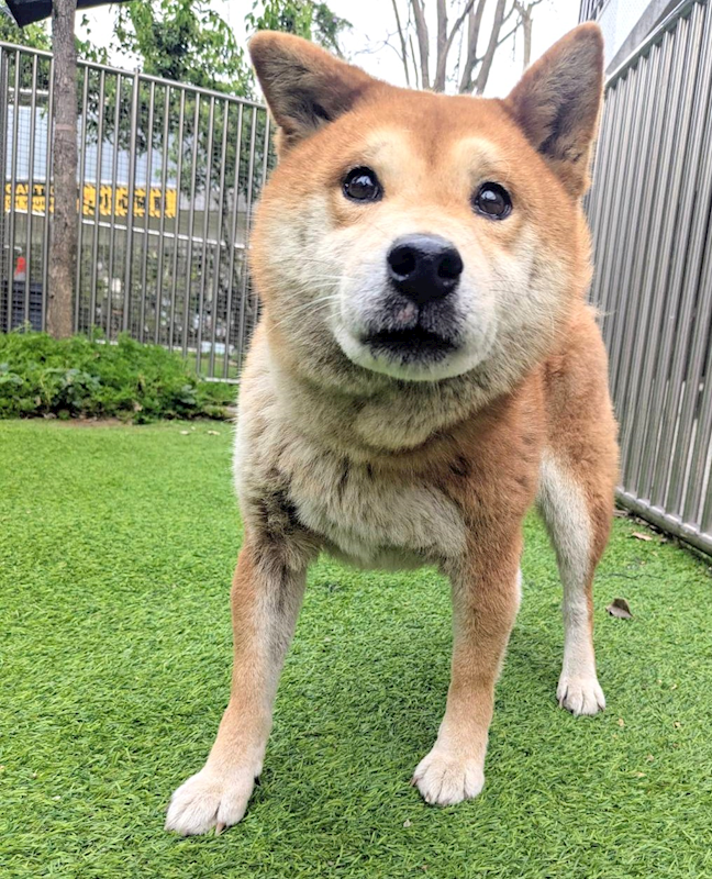 新竹縣動物保護教育園區,編號:443233, 柴犬                  