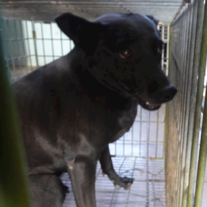 臺南市動物之家灣裡站,編號:438820, 混種犬          