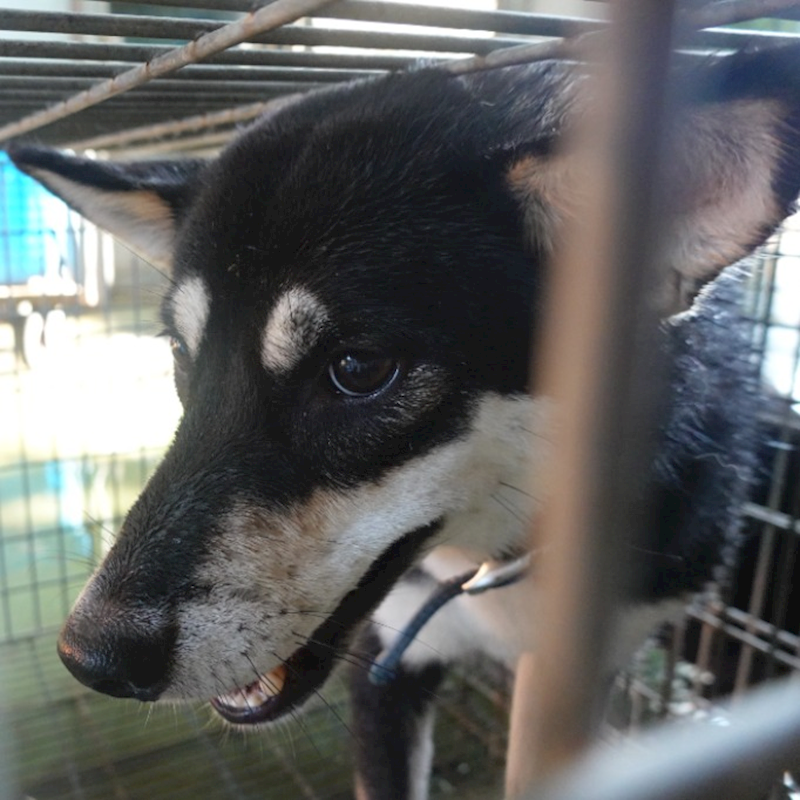 臺南市動物之家灣裡站,編號:424262, 柴犬                  