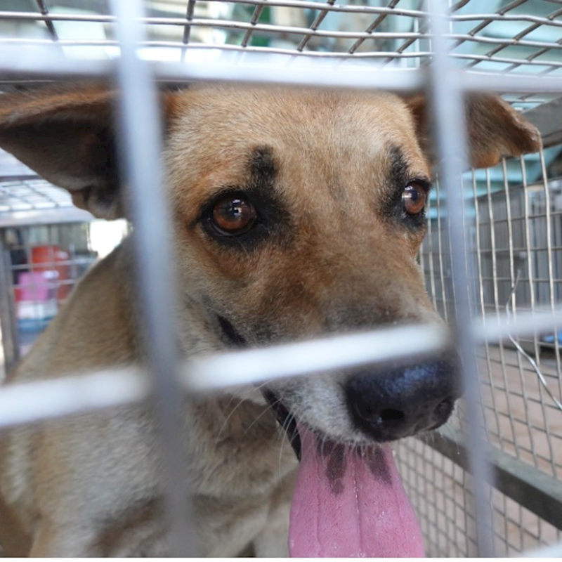 臺南市動物之家灣裡站,編號:411759, 混種犬          