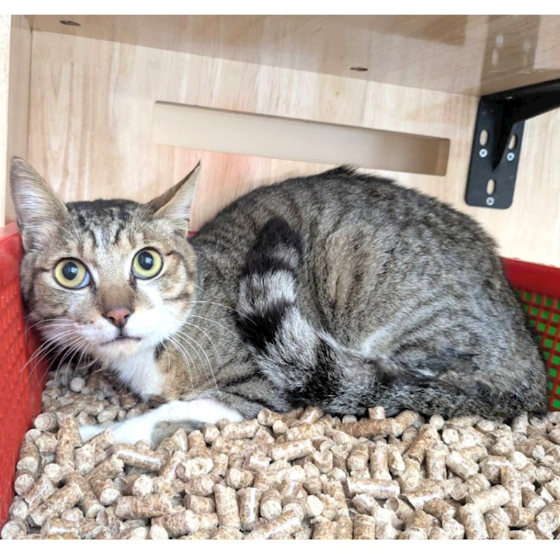 新竹縣動物保護教育園區,編號:445815, 混種貓                 