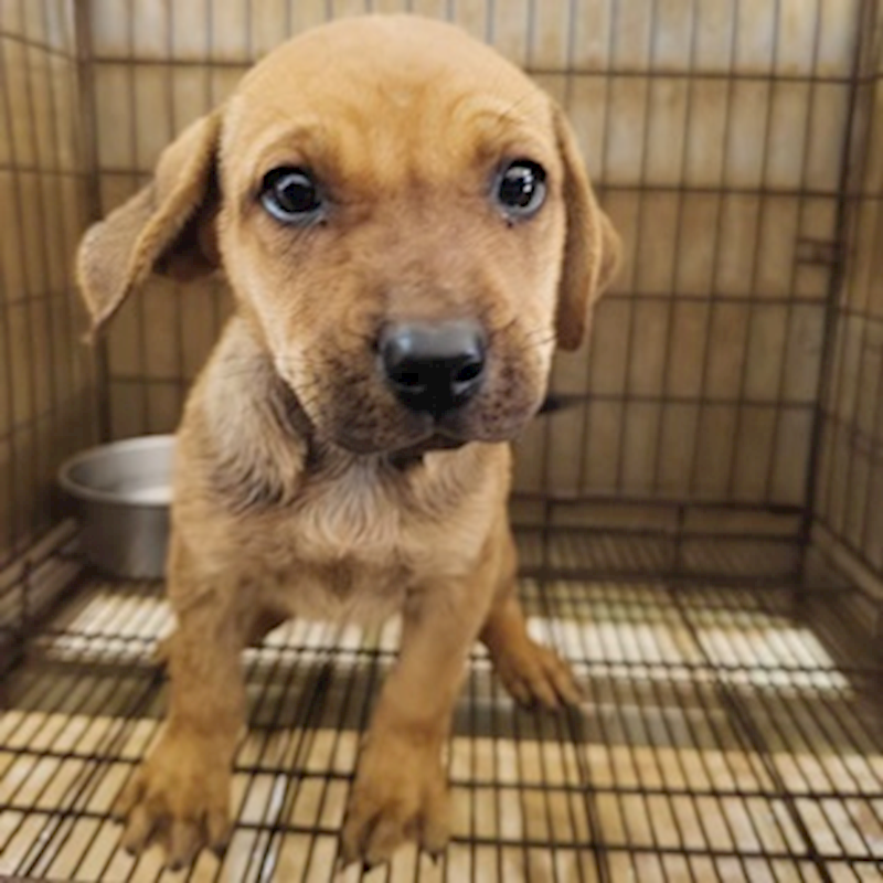 臺中市動物之家后里園區,編號:447901, 混種犬          