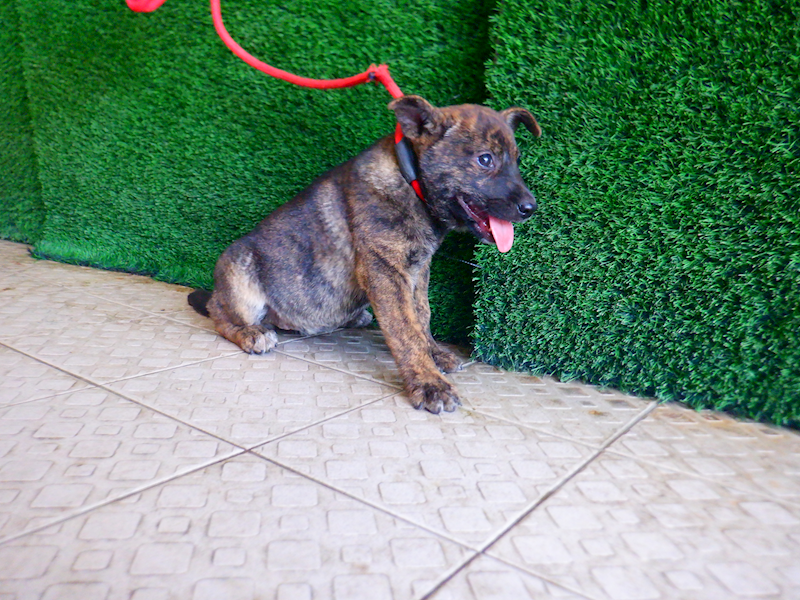 南投縣公立動物收容所,編號:447602, 混種犬          