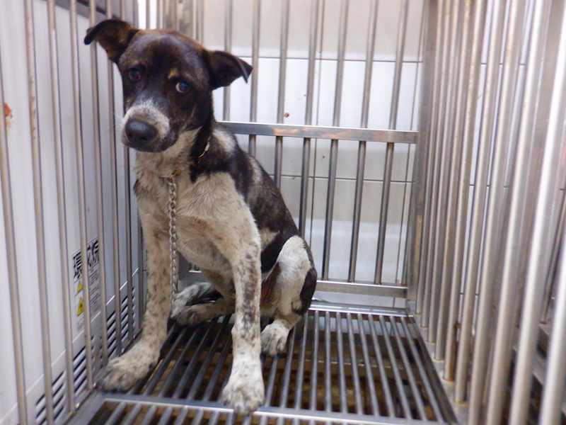 南投縣公立動物收容所,編號:447601, 混種犬          