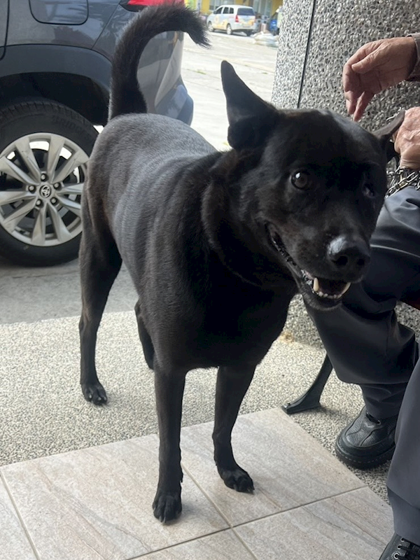 苗栗縣動物保護教育園區,編號:447888, 混種犬          