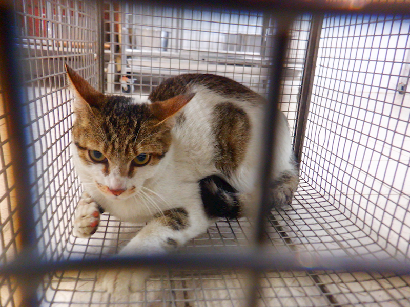 南投縣公立動物收容所,編號:447384, 混種貓                 