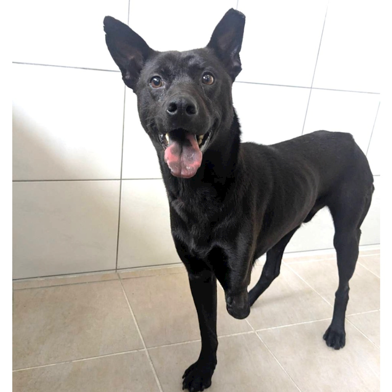 新竹縣動物保護教育園區,編號:443157, 混種犬          