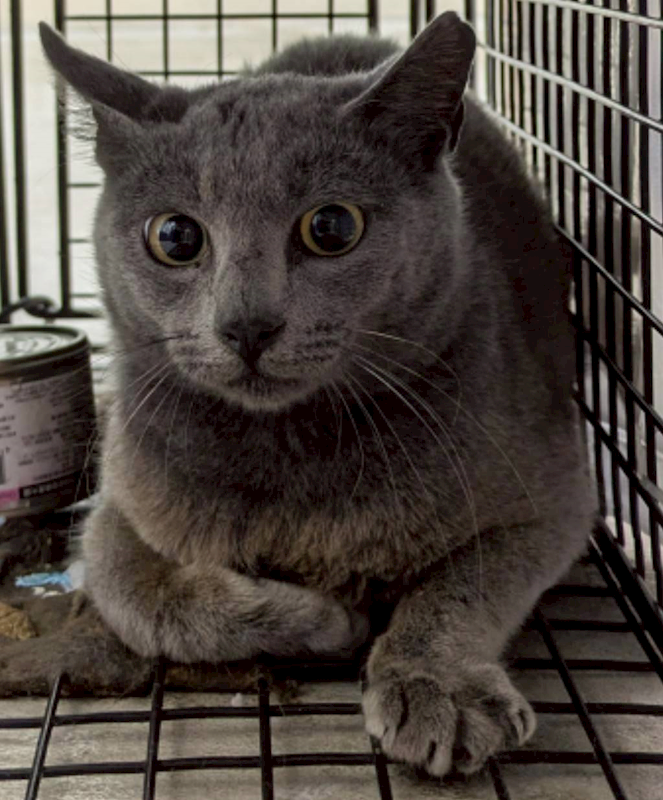 花蓮縣狗貓躍動園區,編號:447632, 混種貓                 