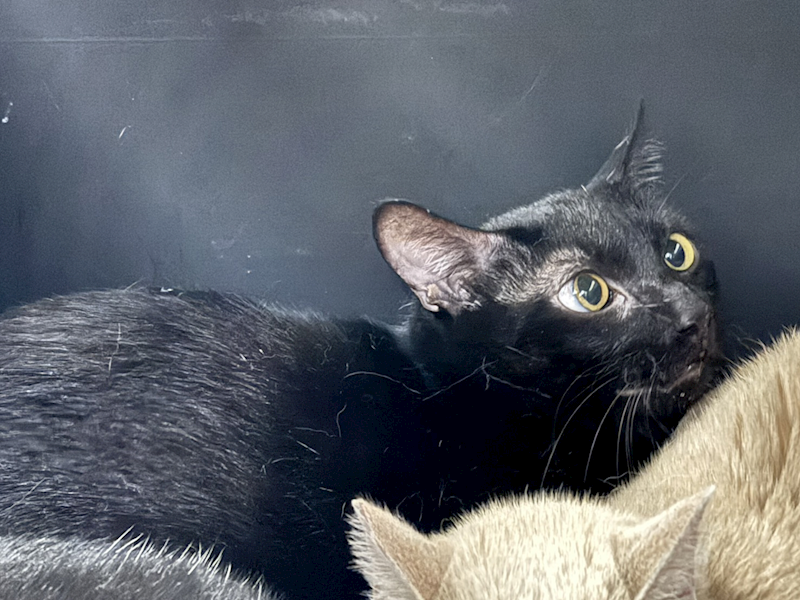 臺北市動物之家,編號:420018, 混種貓                 