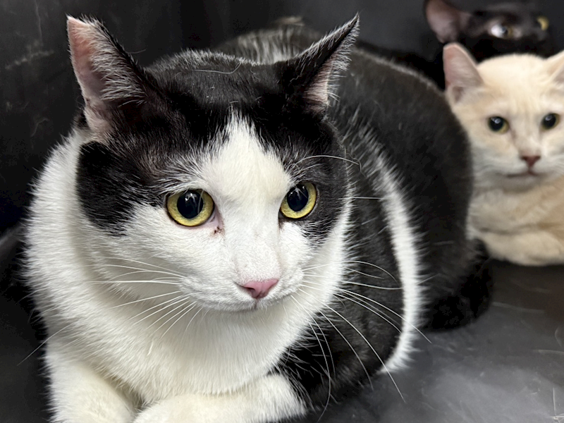 臺北市動物之家,編號:420016, 混種貓                 