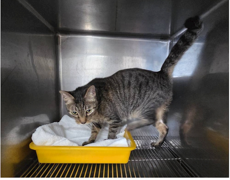 臺北市動物之家,編號:437382, 混種貓                 