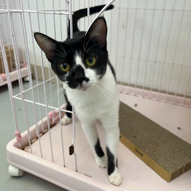 花蓮縣狗貓躍動園區,編號:407378, 混種貓                 