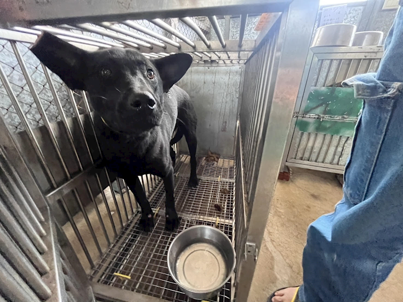 桃園市動物保護教育園區,編號:447861, 混種犬          