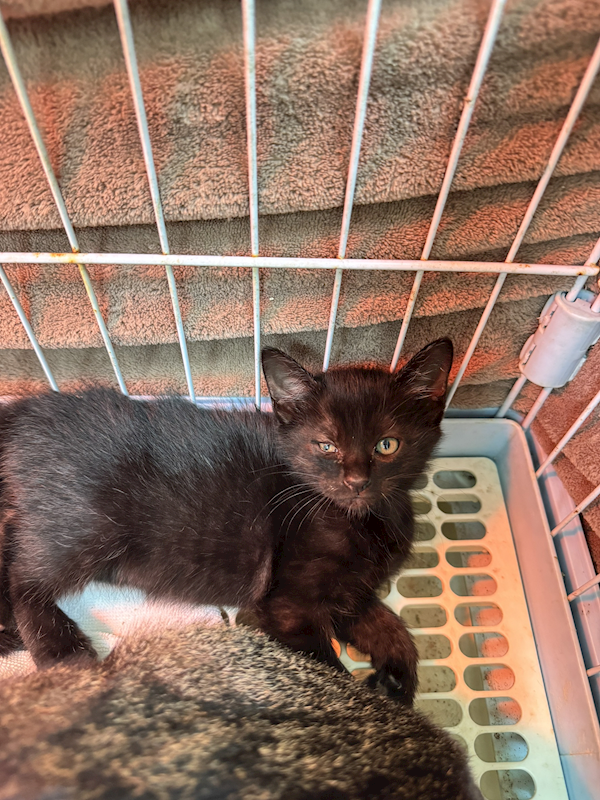 新北市八里區公立動物之家,編號:447665, 混種貓                 