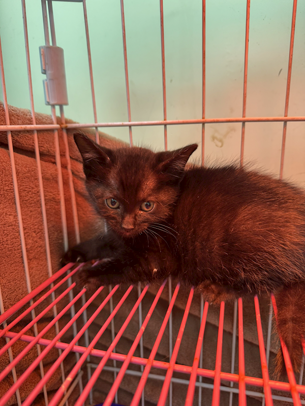 新北市八里區公立動物之家,編號:447663, 混種貓                 