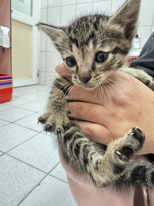 新北市八里區公立動物之家,編號:447660, 混種貓                 