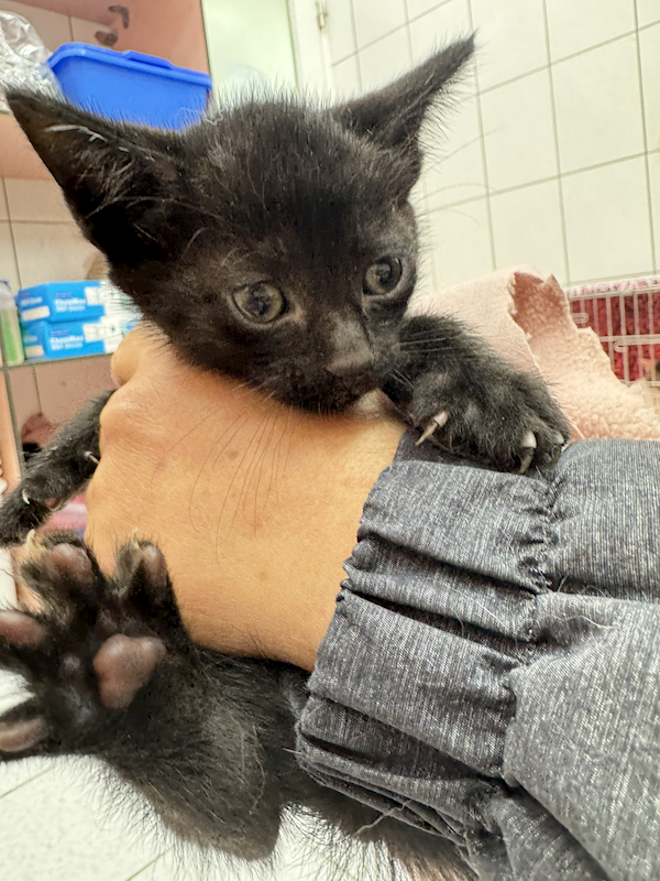 新北市八里區公立動物之家,編號:447650, 混種貓                 