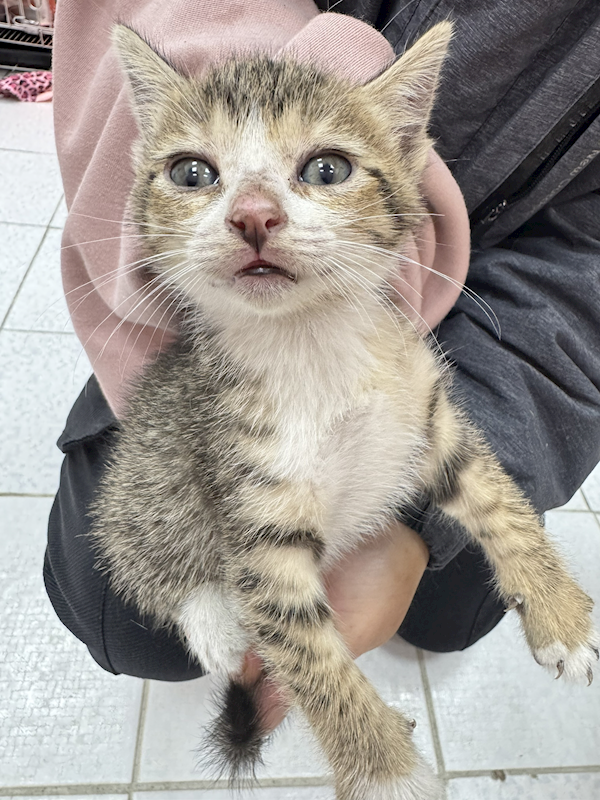新北市八里區公立動物之家,編號:447649, 混種貓                 