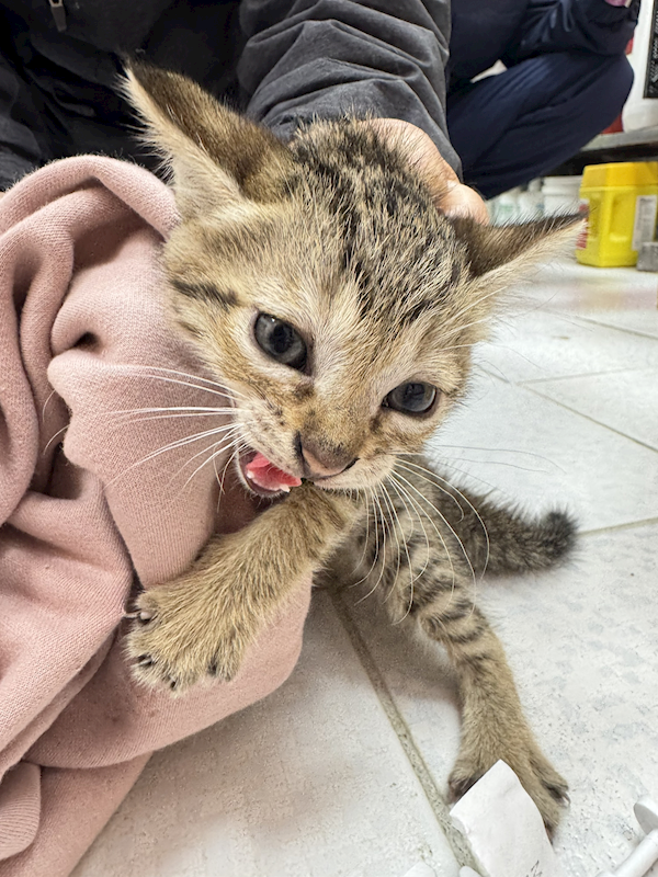 新北市八里區公立動物之家,編號:447646, 混種貓                 