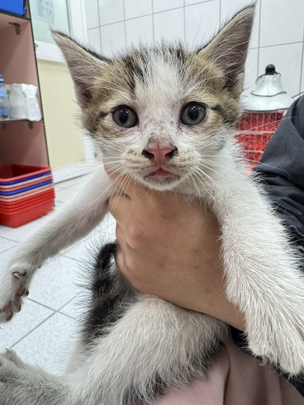 新北市八里區公立動物之家,編號:447645, 混種貓                 