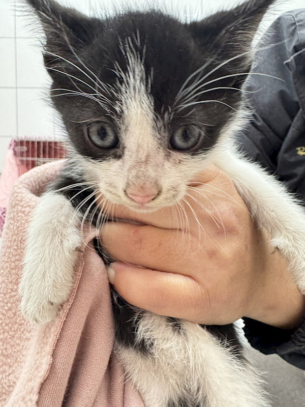 新北市八里區公立動物之家,編號:447644, 混種貓                 