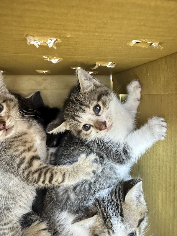 新北市八里區公立動物之家,編號:447643, 混種貓                 