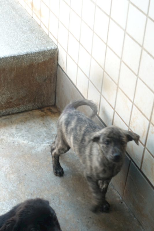 宜蘭縣流浪動物中途之家,編號:447828, 混種犬          