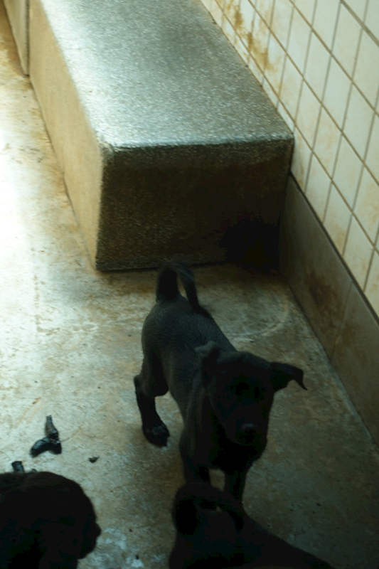 宜蘭縣流浪動物中途之家,編號:447827, 混種犬          