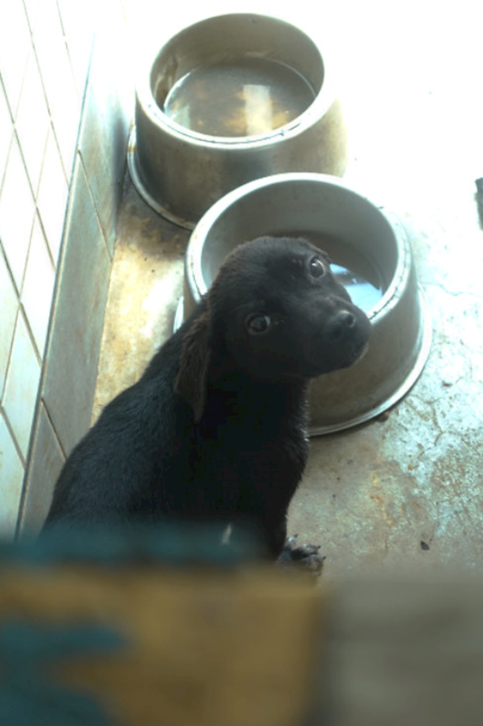 宜蘭縣流浪動物中途之家,編號:447826, 混種犬          