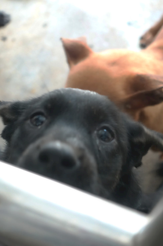 宜蘭縣流浪動物中途之家,編號:447824, 混種犬          