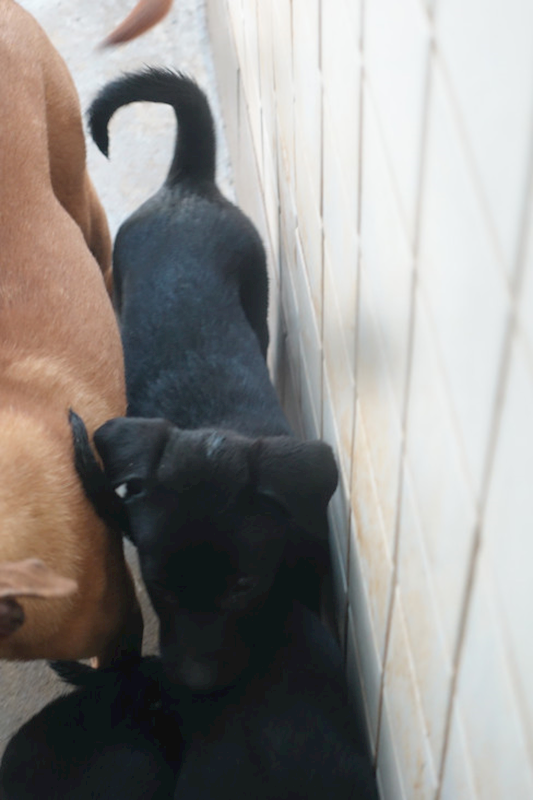 宜蘭縣流浪動物中途之家,編號:447822, 混種犬          