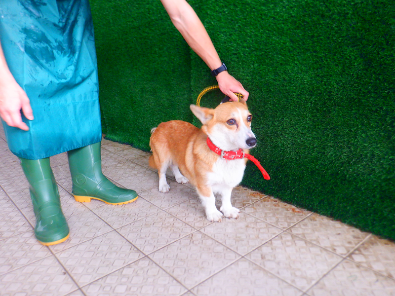 南投縣公立動物收容所,編號:447819, 威爾斯柯基犬              