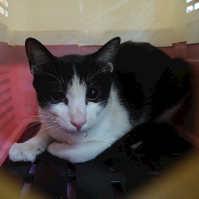 臺南市動物之家灣裡站,編號:446866, 混種貓                 