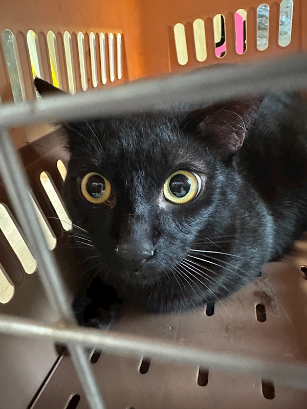 新北市中和區公立動物之家,編號:446675, 混種貓                 