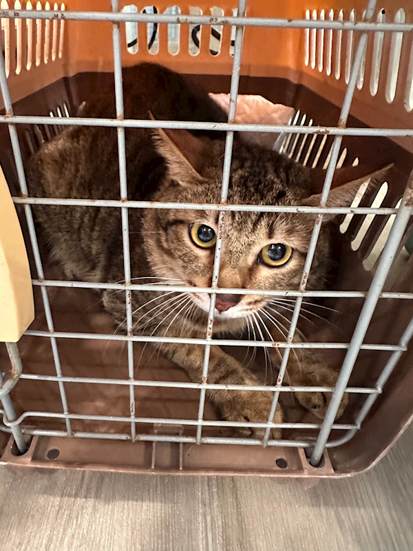 新北市中和區公立動物之家,編號:446674, 混種貓                 