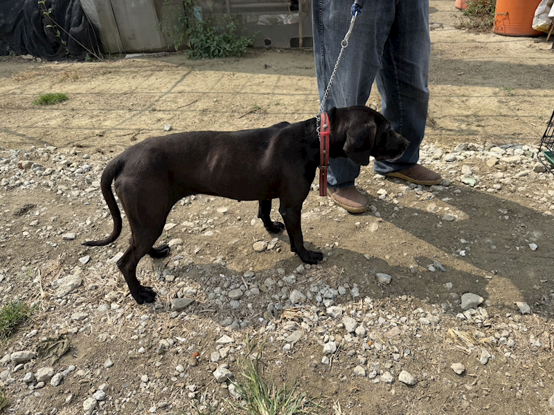 臺南市動物之家善化站,編號:447951, 混種犬          