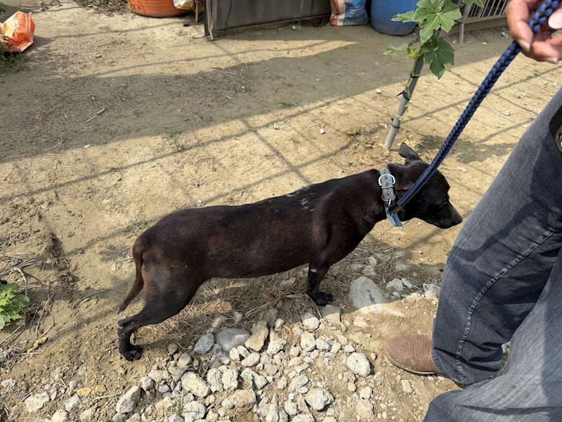 臺南市動物之家善化站,編號:447952, 混種犬          
