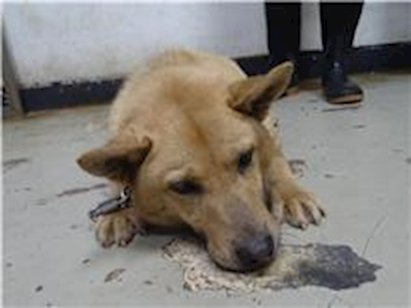 臺北市動物之家,編號:143690, 混種犬          